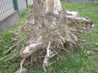 /album/la-sepa-o-radici-delle-piante-/immagine-001-jpg/